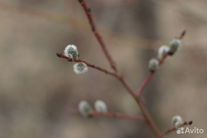 Фотосъемка, фотограф, фотосессии