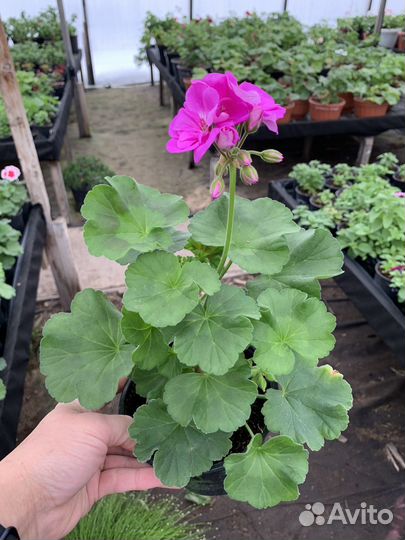 Цветы к 8 марта (пеларгония)