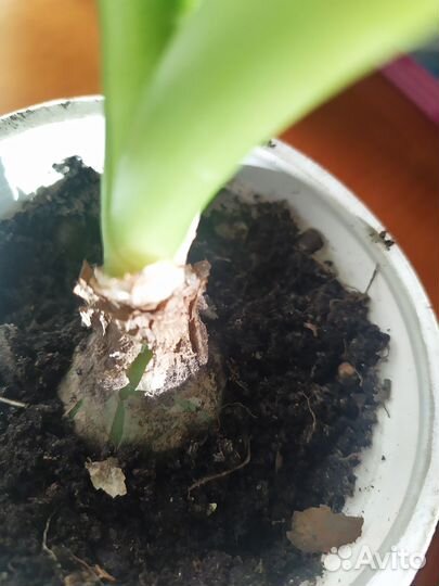 Индийский лук лечебное растение