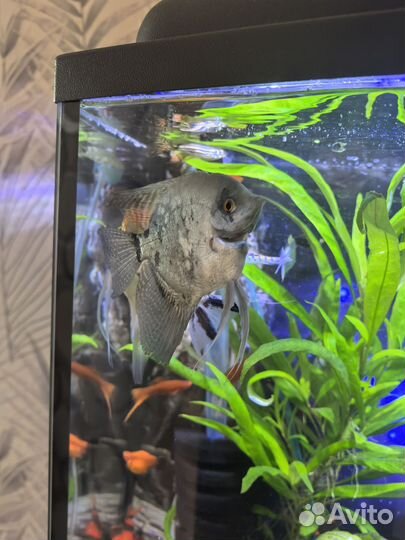 Скалярии кои, платиновые