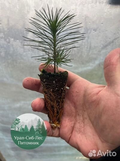 Сеянцы зкс Сосна Ель Лиственница окс Голуб Горн