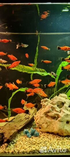 Меченосец.Цена указана 1 за шт