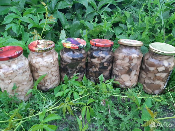 Грибы опята красноголовики