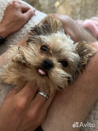 Йоркширский терьер