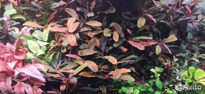 Буцефаландры