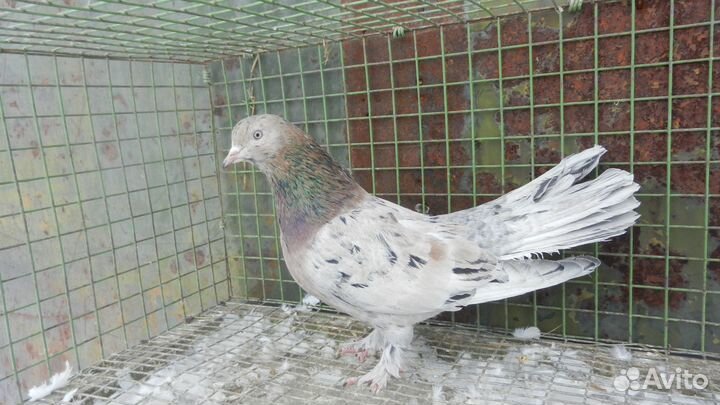 Бойные голуби