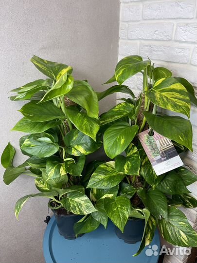 Эпипремнум комнатные цветы