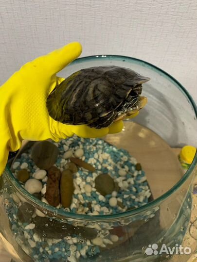 Аквариум 20 л круглый с черепахой и грунтом