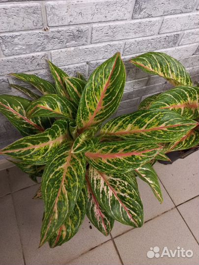 Аглаонема Коко мелон