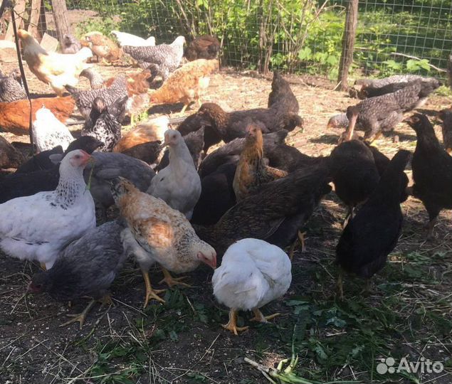 Куры несушки