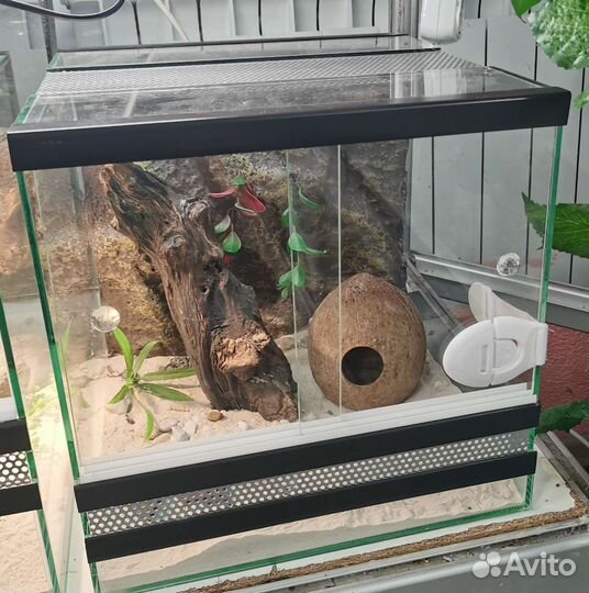 Террариум для эублефара и хамелеона
