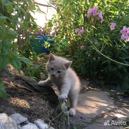 Отдадим даром котят. Возраст 1,5 месяца