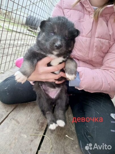 Сибирские хаски