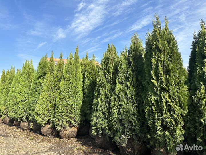 Туя Смарагд