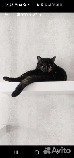 Домашняя передержка кошек на воемя отпуска