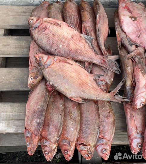 Лещ средний