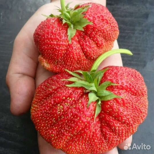 Саженцы клубники и малины