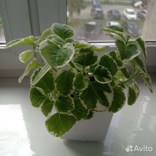 Комнатные цветы