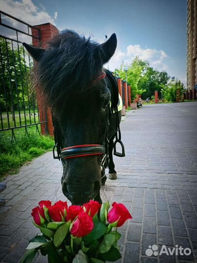 Занятия на пони