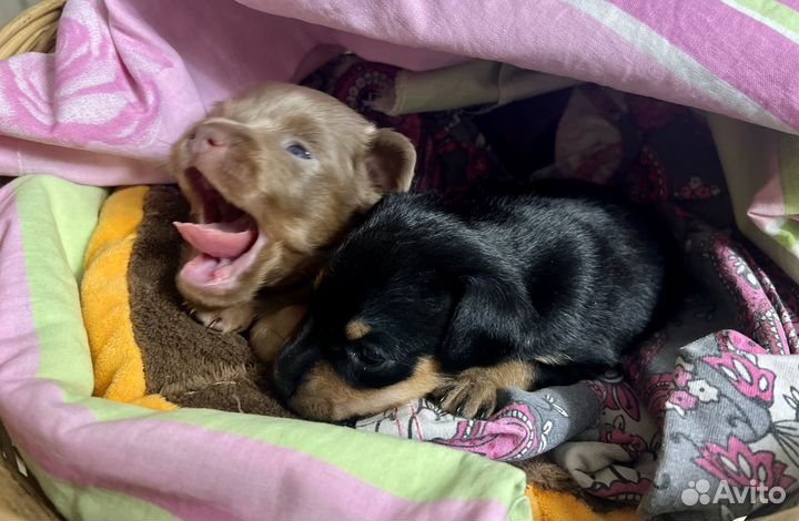 Той-терьер щенки