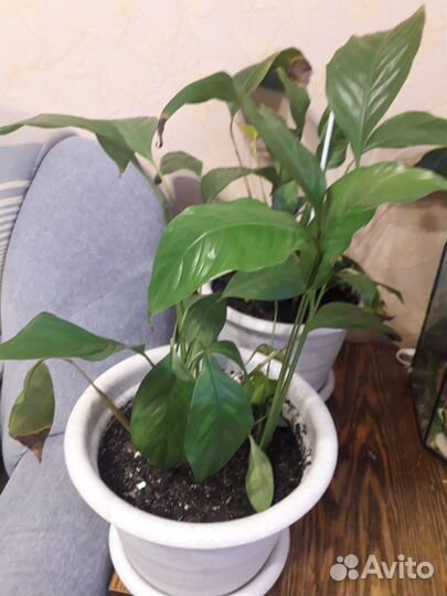 Спатифиллум