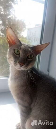 Донской сфинкс котёнок