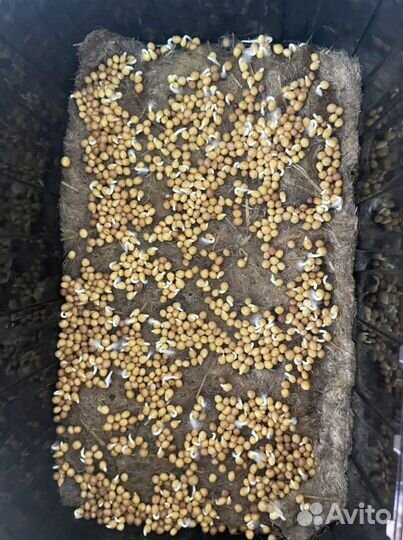 Набор для проращивания микрозелени 5 культур