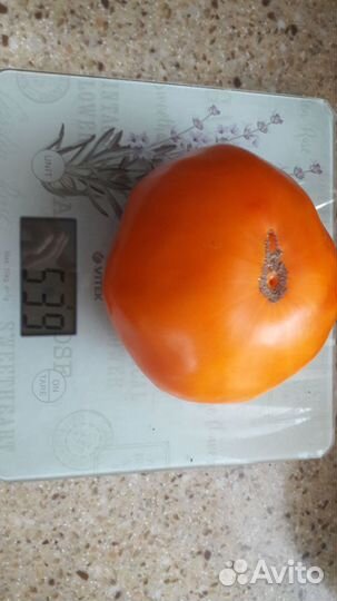 Семена коллекционных томатов ч.1