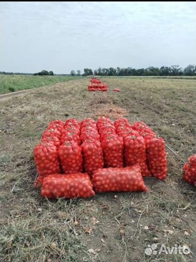 Лук репчатый оптом