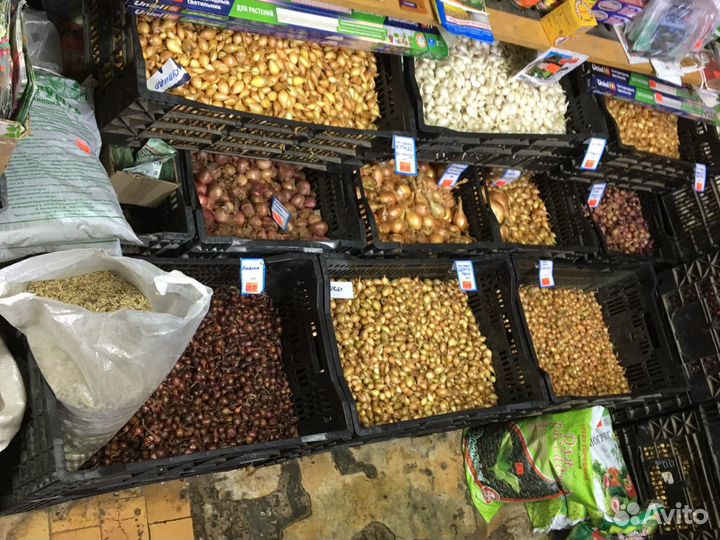 Лук севок всегда