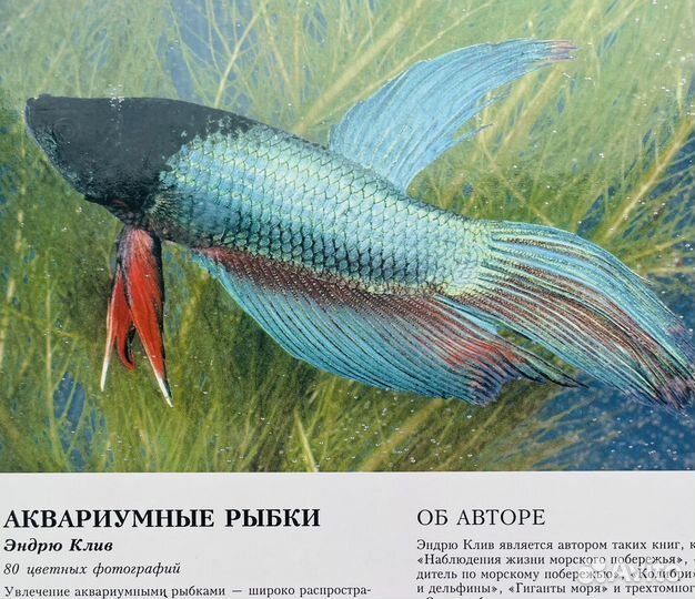 Аквариумные рыбки