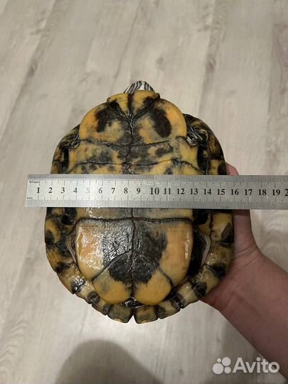 Красноухая черепаха бесплатно (взрослая)