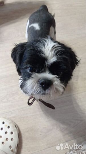 Маленький пёсик