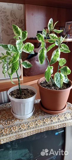 Продам цветы комнатные