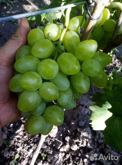 Саженцы винограда