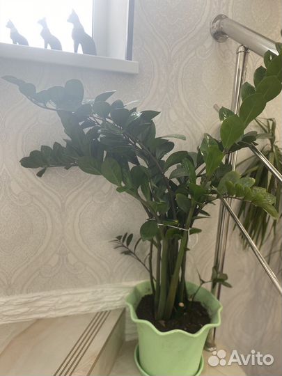 Комнатные цветы замиокулькас