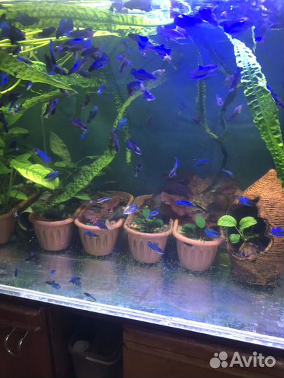 Аквариумная рыбка Петушок,Анциструсы,Расте