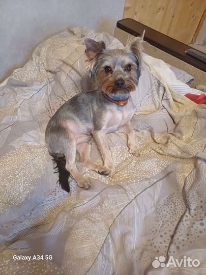 Ищем девочку