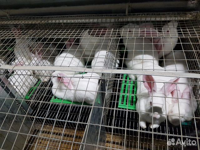 Продается кролиководческая ферма объявление продам