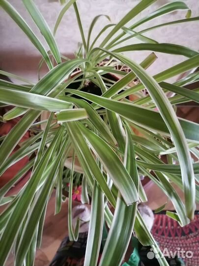 Хлорофитум