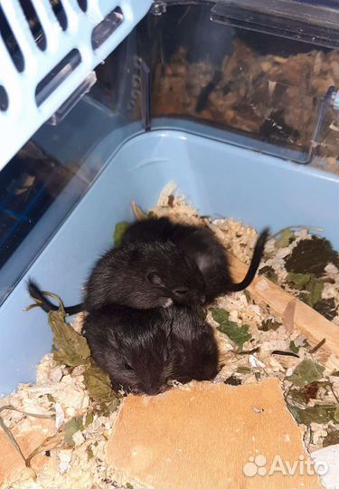 Монгольская песчанка