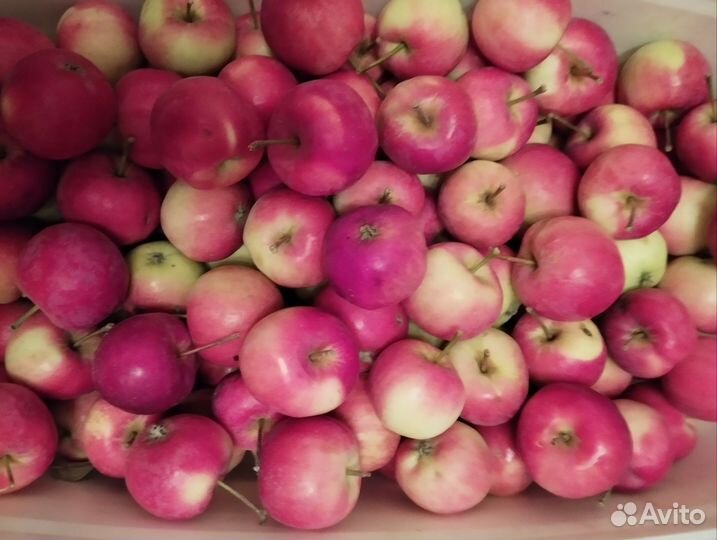 Яблочки полукультурка