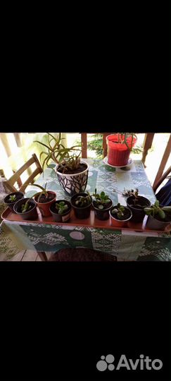 Денежное дерево (толстянка)