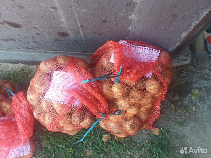 Картофель молодой