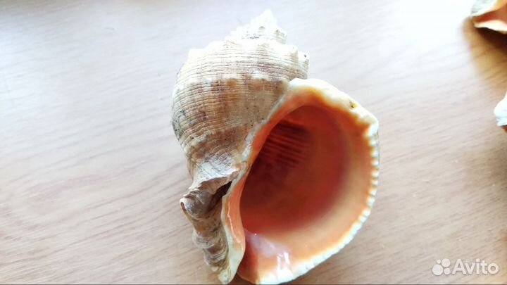 Ракушка Рапана