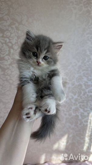 Шотладские котята