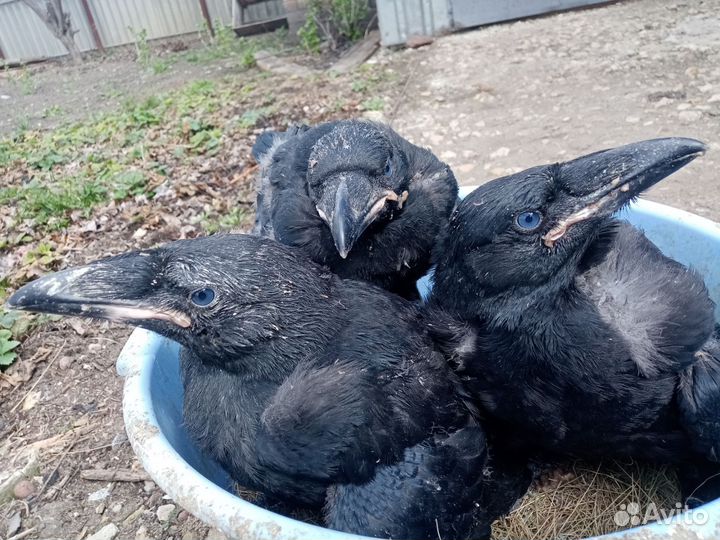 Черный Ворон птенцы