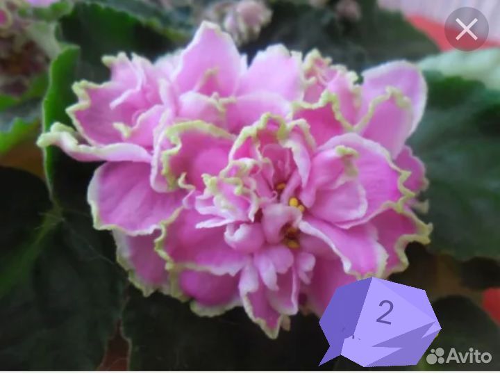 Цветущие фиалки