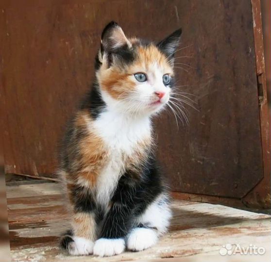 Котики, котята, кошечки любой возраст, окрас, хара