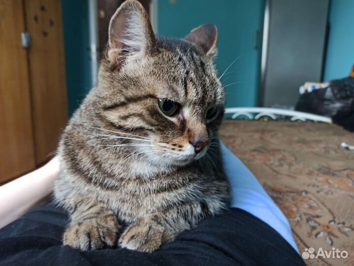 Котик в добрые руки